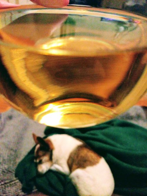 Wine above dog image