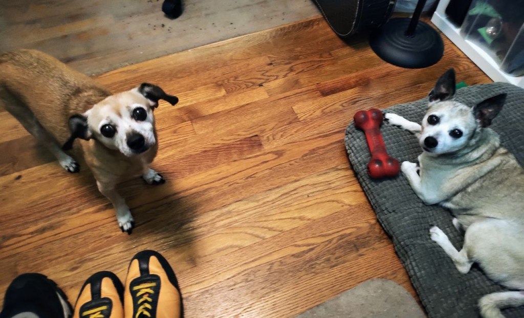 sweet dogs staring up at me