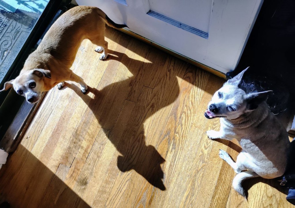 two sweet dogs side by side on the floor in the sun