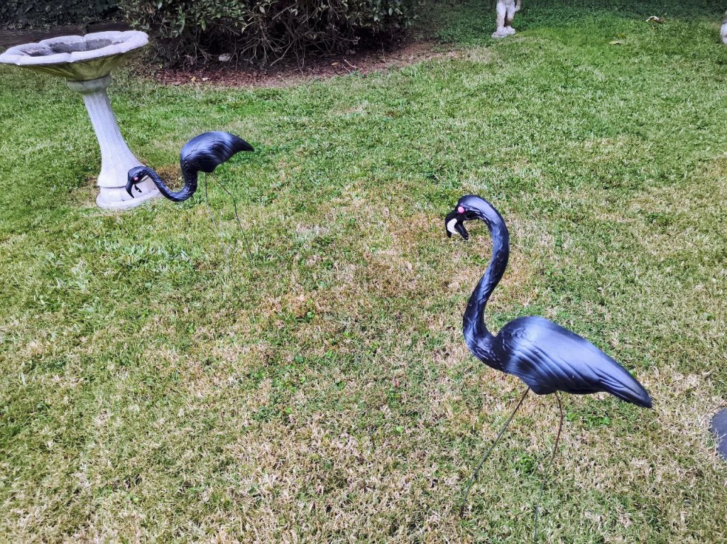 Black vulture-like flamingos in yard.